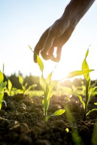29207281 - male hand reaching down to a young maize plant growing in an agricultural field backlit by a bright early morning sunlight with sun flare around the plant and hand.