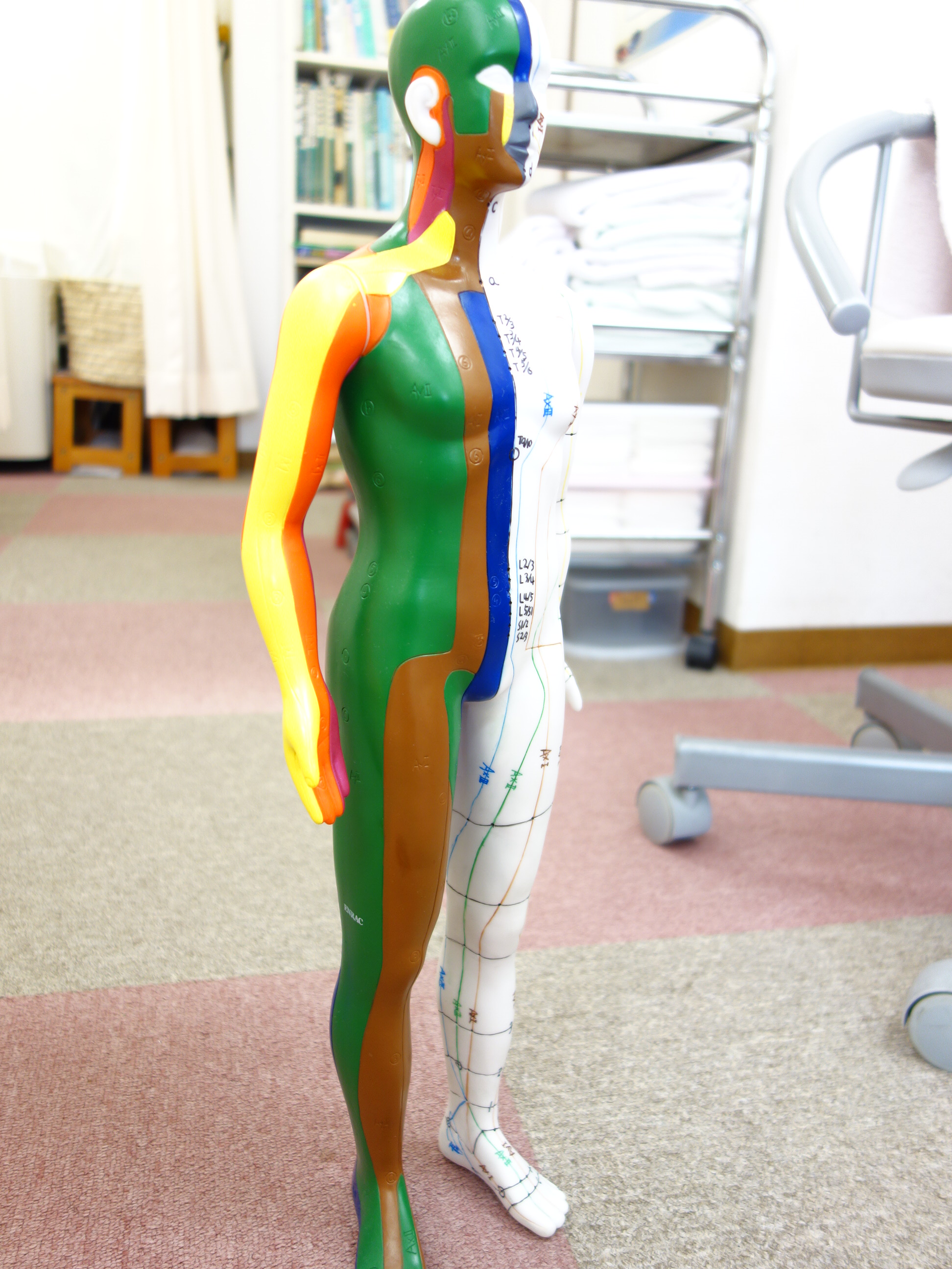 遠絡(えんらく)療法の治療で使う模型の写真