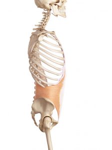 腰椎分離症治療の整骨院「宮谷小交差点前せいこついん」の腰椎分離症の予防の腰のコルセットとなる筋肉のイラスト