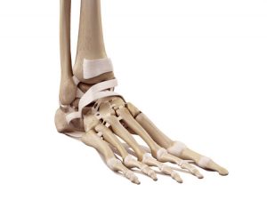 足首の捻挫治療の整骨院「宮谷小交差点前せいこついん」の足首の靭帯の骨格模型の写真