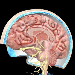 遠絡治療の整骨院「宮谷小交差点前せいこついん」の大脳・脳幹部のイメージ