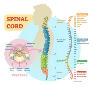 腰のヘルニア治療の整骨院「宮谷小交差点前せいこついん」の脊髄の障害により腰のヘルニアを発症するイラスト
