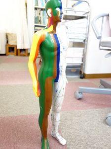 遠絡治療の整骨院「宮谷小交差点前せいこついん」の遠絡（えんらく）治療に使用する模型の写真