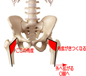 膝の痛み治療の整骨院「宮谷小交差点前せいこついん」の骨のイメージ